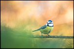protection du 300D-bleu-orang-v.jpg