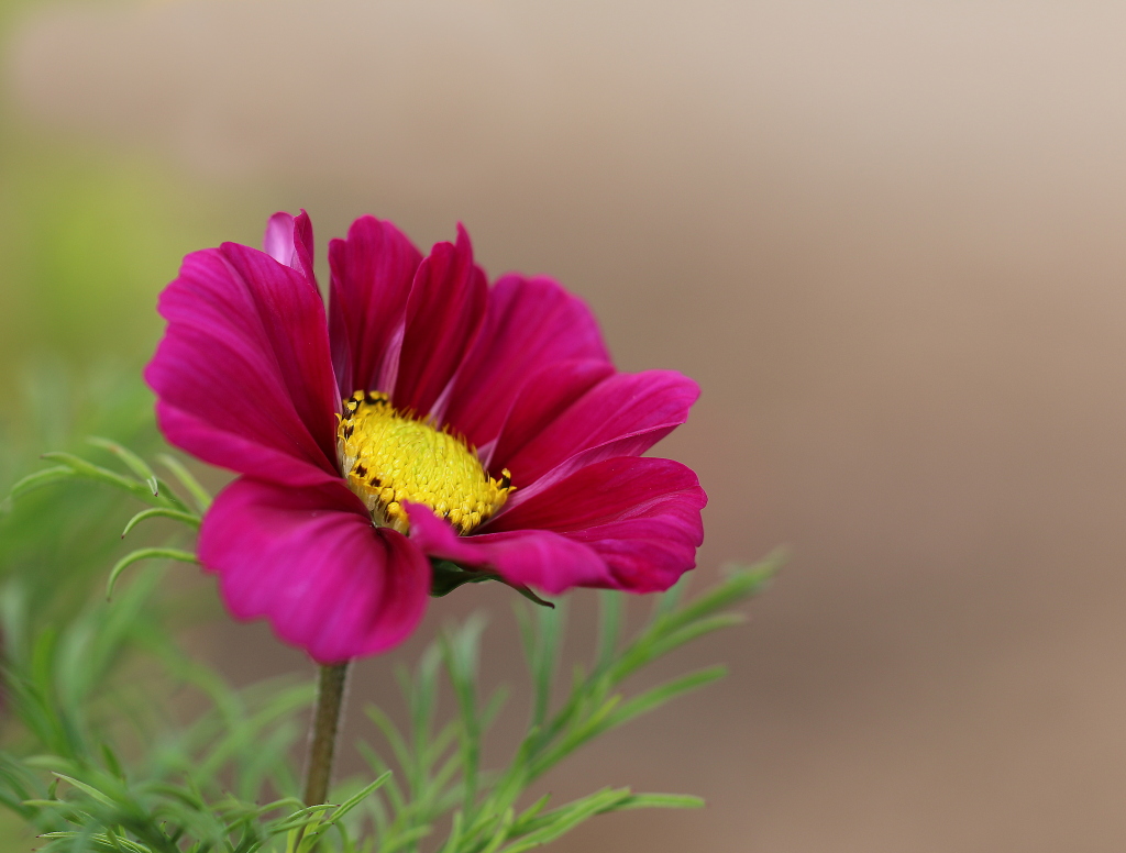 fleur rouge