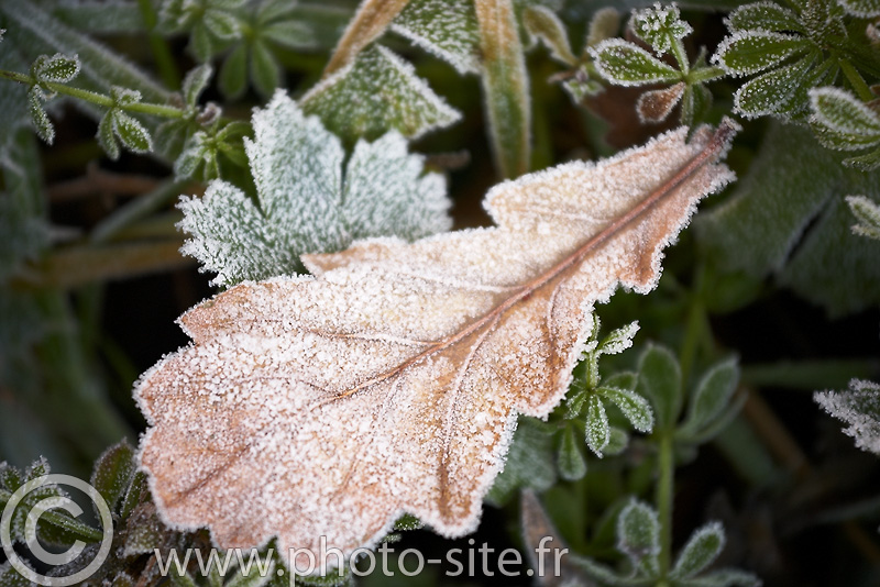 Bretagne, le;long de la rance. Noel 2009 froid sibrien ...