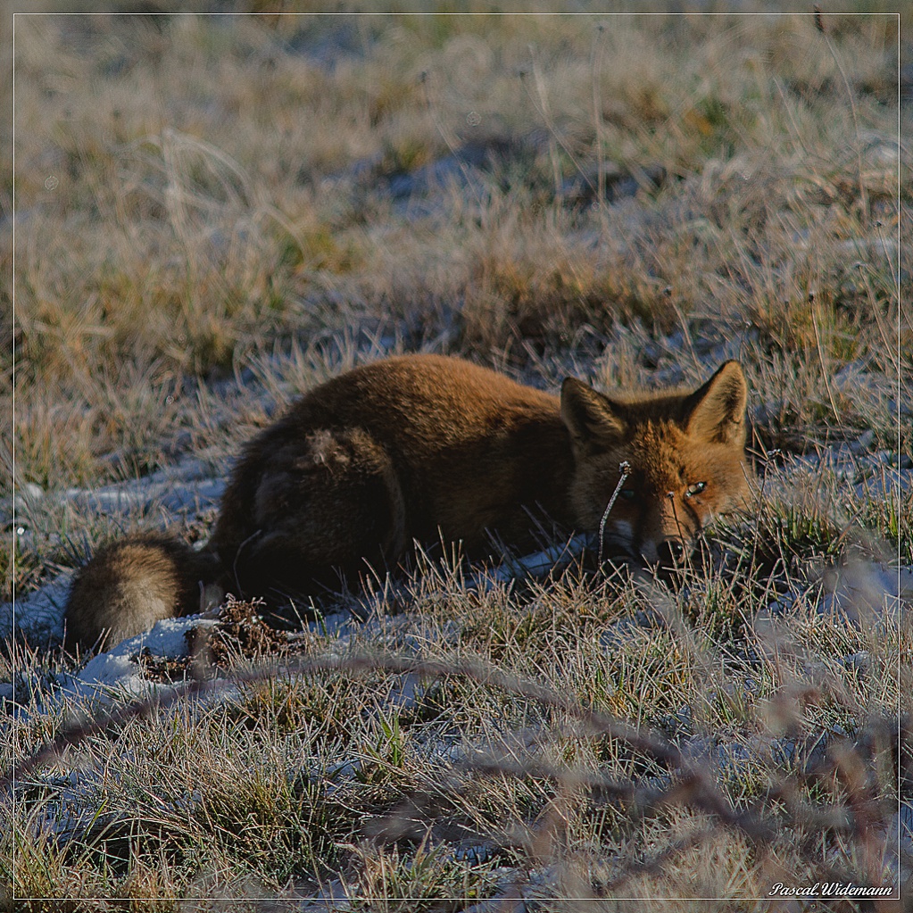 -renard-2134.jpg