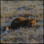-renard-2134.jpg