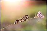 Machaon