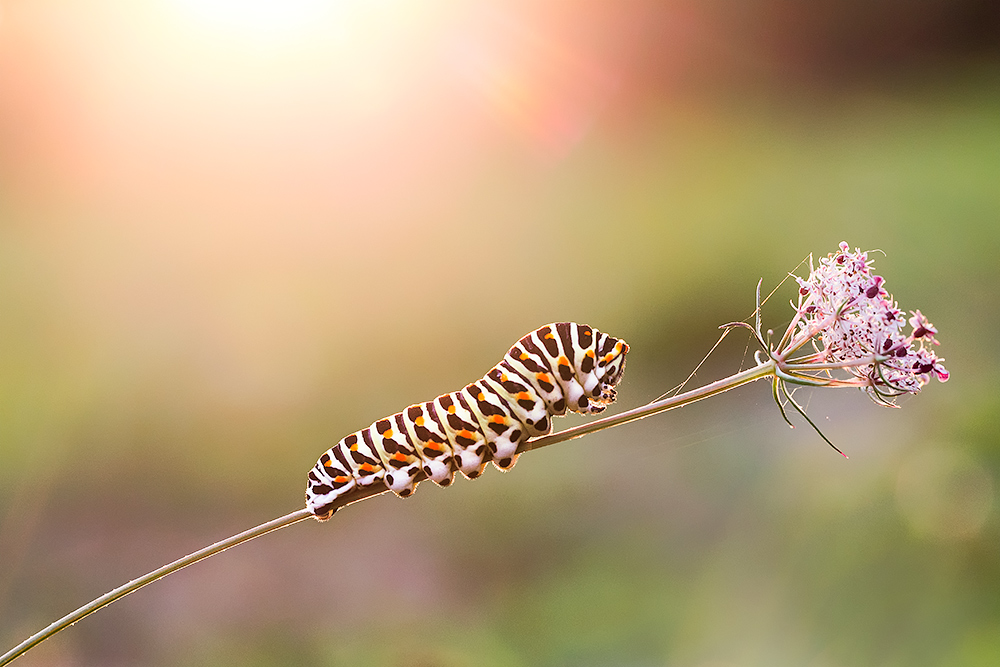 Machaon