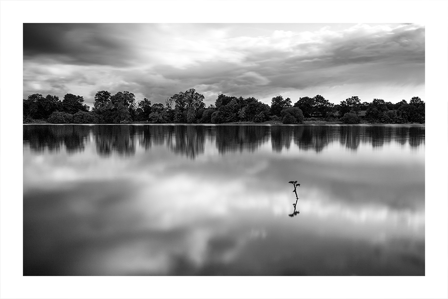 Pousse dans l'eau