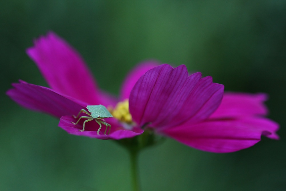 1/160 500iso f2,8