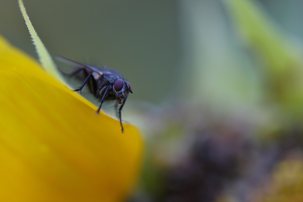 1/200s 640iso f2,8