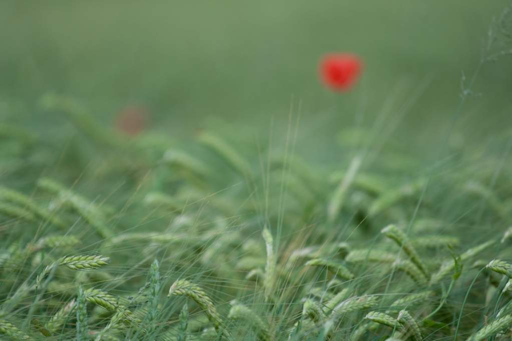 Coquelicot ou te caches tu