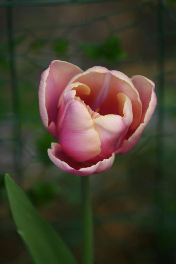 tulipes