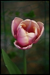 tulipes