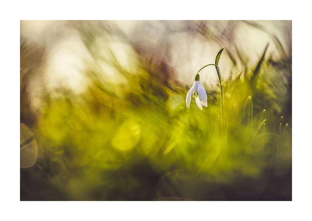 Perce-sans-neige