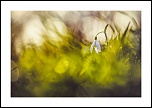 Perce-sans-neige