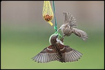Filtre polarisant-img_8964-bb.jpg