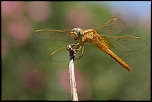 Libellule - Camargue