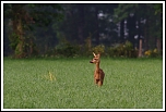 70-300 Sigma APO-6195.jpg