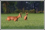 70-300 Sigma APO-6197.jpg