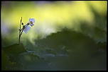 -lyon-t-te-dor_10-04-2016-13-23-27_0039.jpg