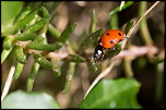 Sigma 28-80mm Asph. contre Sigma 70-300 Apo II.-bg-1500-2.jpg