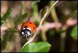 Sigma 28-80mm Asph. contre Sigma 70-300 Apo II.-bg-1500-3.jpg