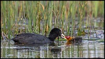 Rencontre le 14 Juillet ...-27042016-387a2253.jpg