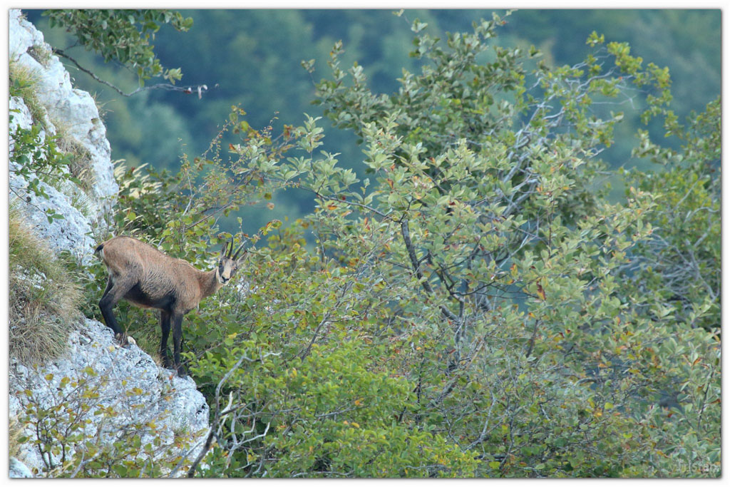 Rencontre le 14 Juillet ...-11092015-chamois-01_1.jpg