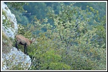 Rencontre le 14 Juillet ...-11092015-chamois-01_1.jpg