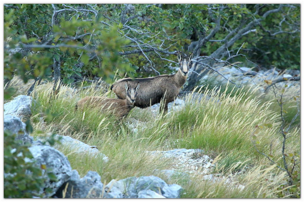 Rencontre le 14 Juillet ...-11092015-chamois-03_1.jpg