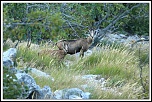 Rencontre le 14 Juillet ...-11092015-chamois-03_1.jpg