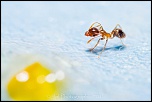 300d jaune-_mg_0295.jpg