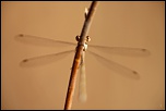 -img_6626-1.jpg