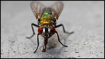 300d jaune-mouche-face.jpg