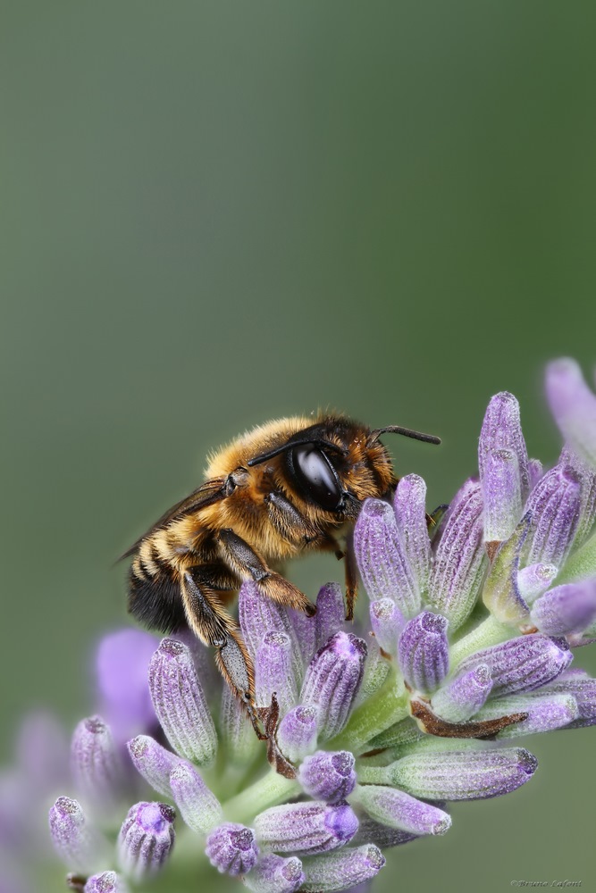 -abeille-1-copier-.jpg