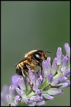 -abeille-1-copier-.jpg