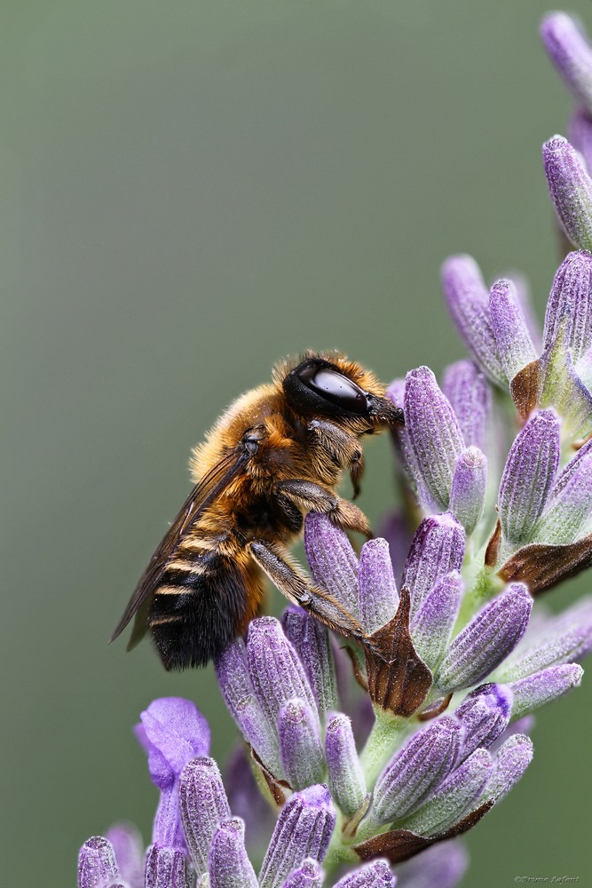 -abeille-2-copier-.jpg