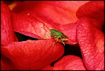 -img_6393.jpg