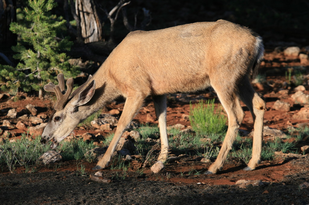 Cervid au lever du soleil