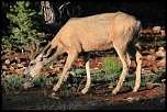 Cervid au lever du soleil