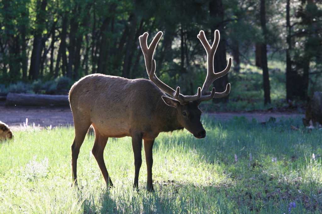 cerf au paturge