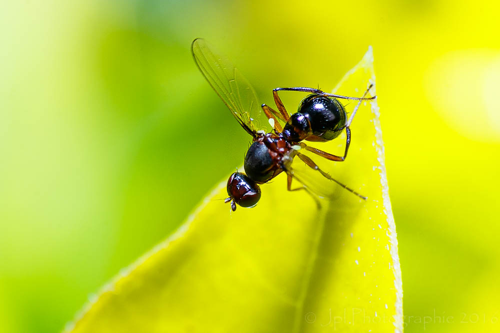 300d jaune-_mg_3695-modifier.jpg