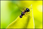 300d jaune-_mg_3695-modifier.jpg