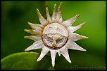 300d jaune-_mg_3707-modifier.jpg