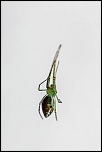 300d jaune-_mg_3717-modifier.jpg