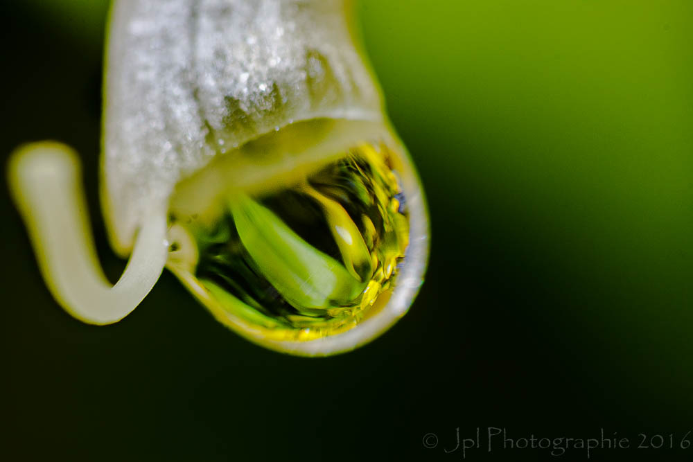 300d jaune-_mg_3760-modifier.jpg