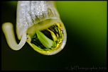 300d jaune-_mg_3760-modifier.jpg