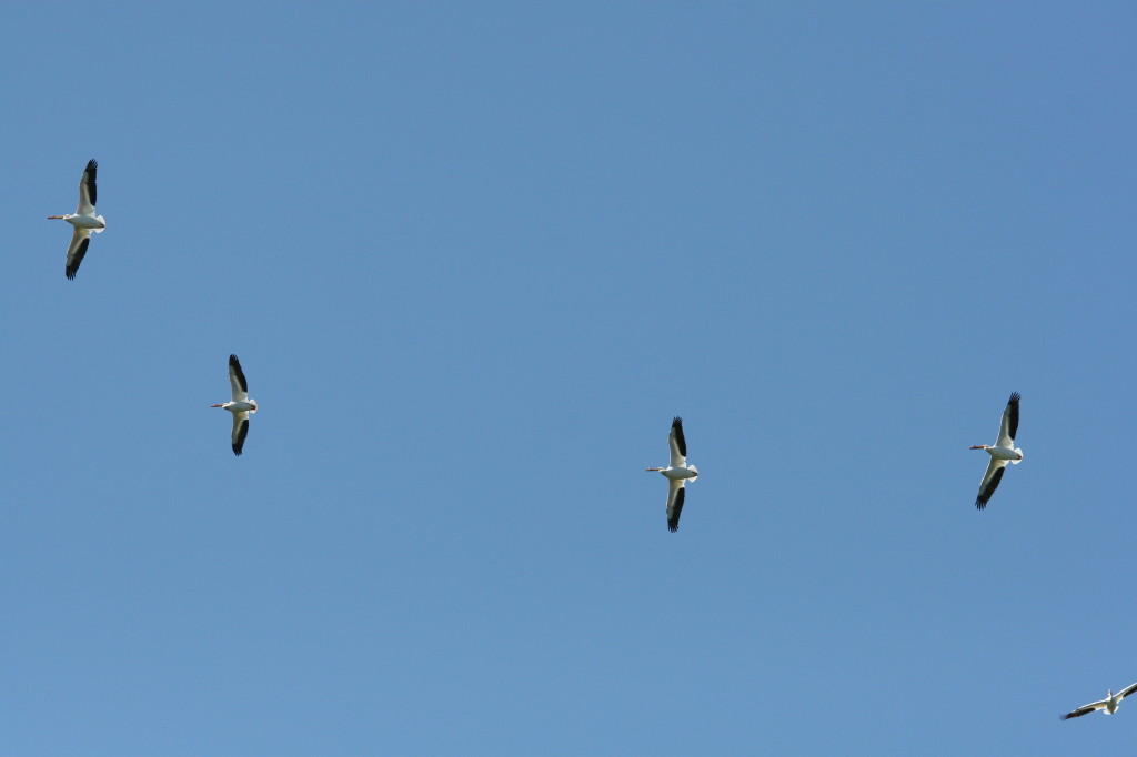 IMG 8082 1