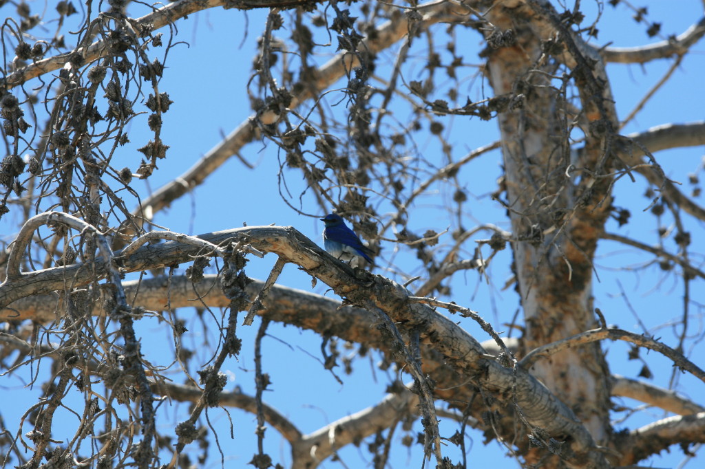Moutain Blue Bird