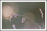 70-300 Sigma APO-img_4338.jpg