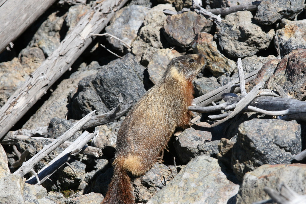 Marmotte