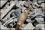 Marmotte