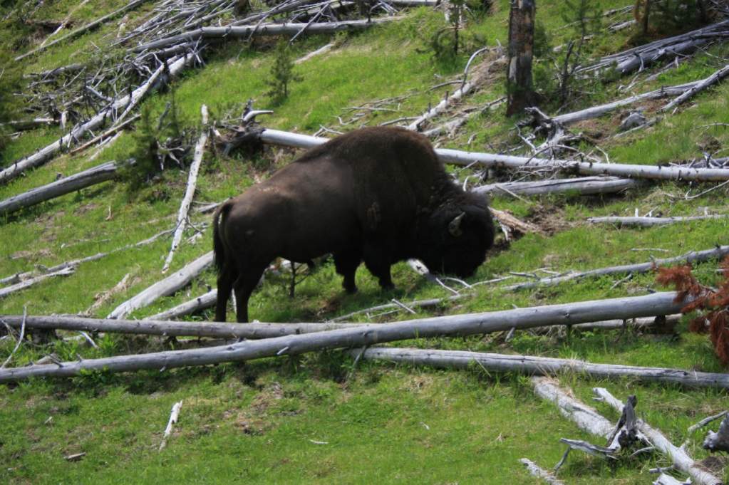 Bison
