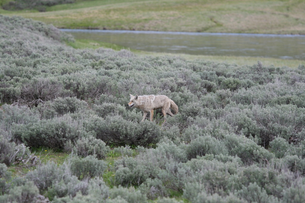 Coyotte dans la plaine